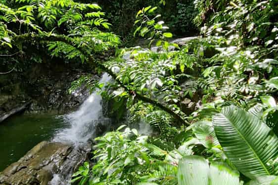 Veragua Rainforest Park