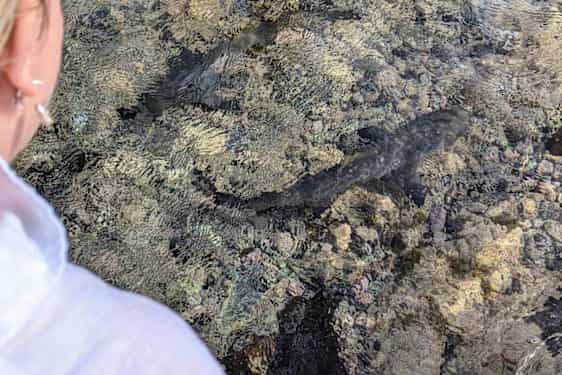 En liten ctironhaj. Foto: Privat