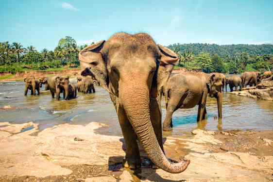 Elefanter i Yala Park