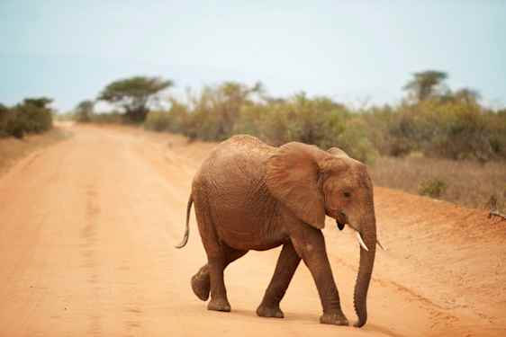 En elefant