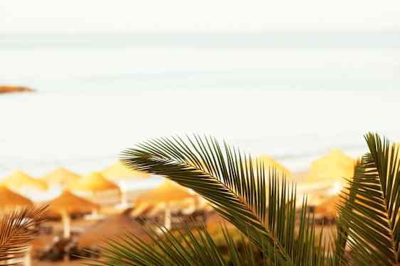 Palm framför parasoller på strand