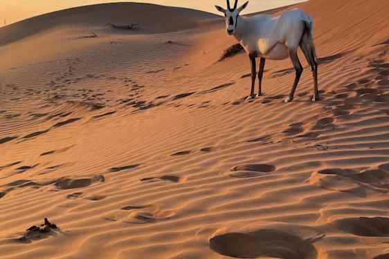 Nationaldjuret, den arabiska oryxantilopen.