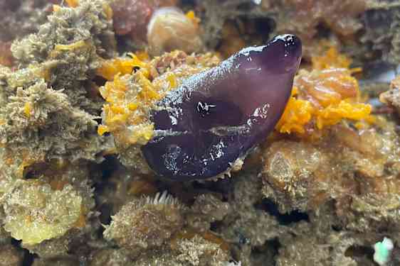 Levande koraller och mussla