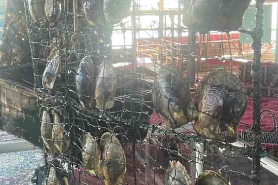 Pärlostron hänger på tork