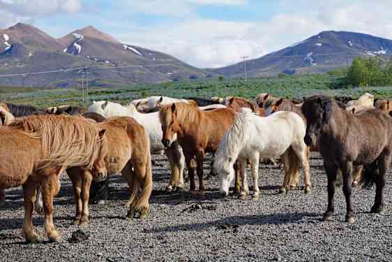 Islandshästar