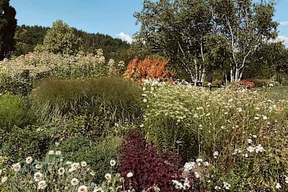 Den botaniska trädgården
