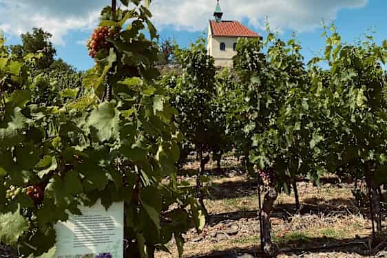 Vingårdens många druvor