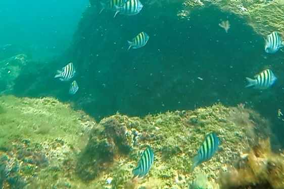 Snorkling med färgglada fiskar