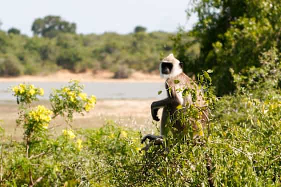 Hanuman-languren, en vanlig typ av Sri Lankesisk apa