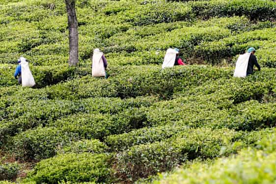 Teplantage