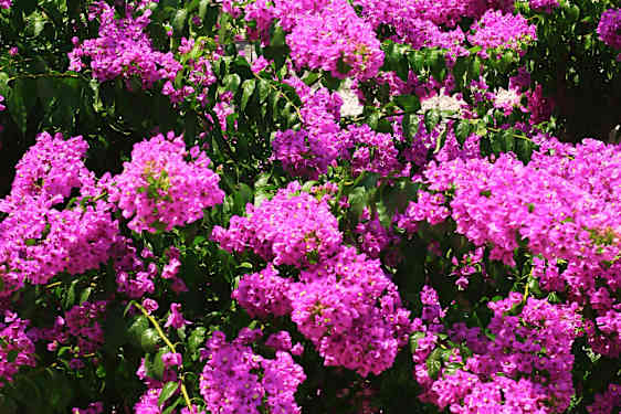 Blommor i Dubrovnik
