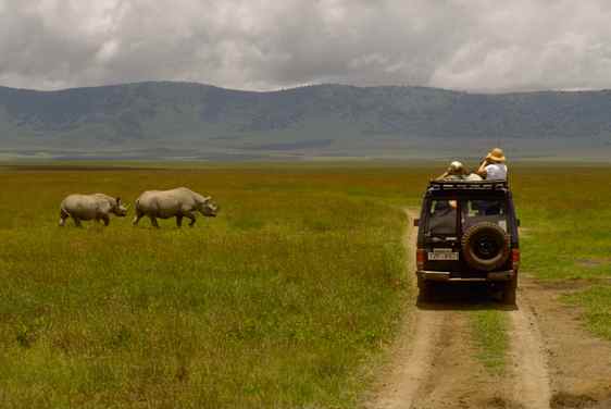 Safarijeep och noshörningar