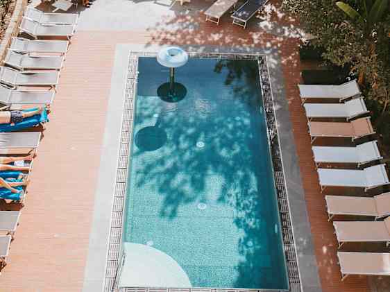 Søpapegøje. Foto: Unsplash