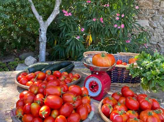Søpapegøje. Foto: Unsplash