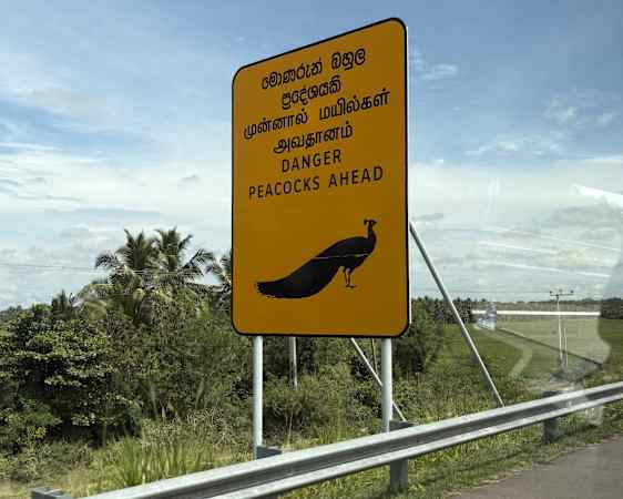 Påfågel
