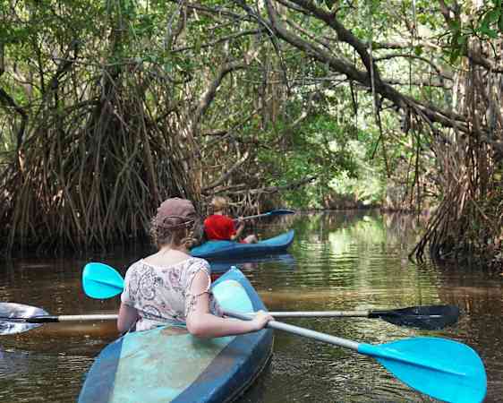 Mangroves