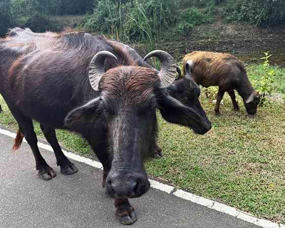 Bullar