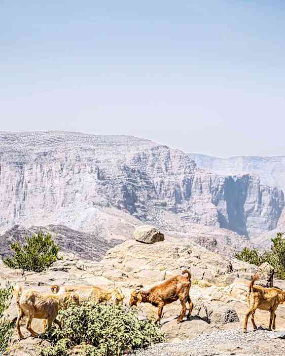 Oman