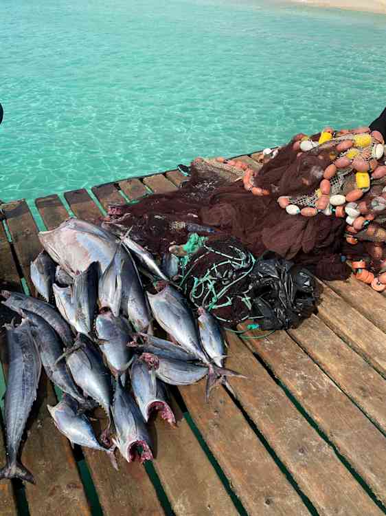 Färsk fisk direkt på bryggan