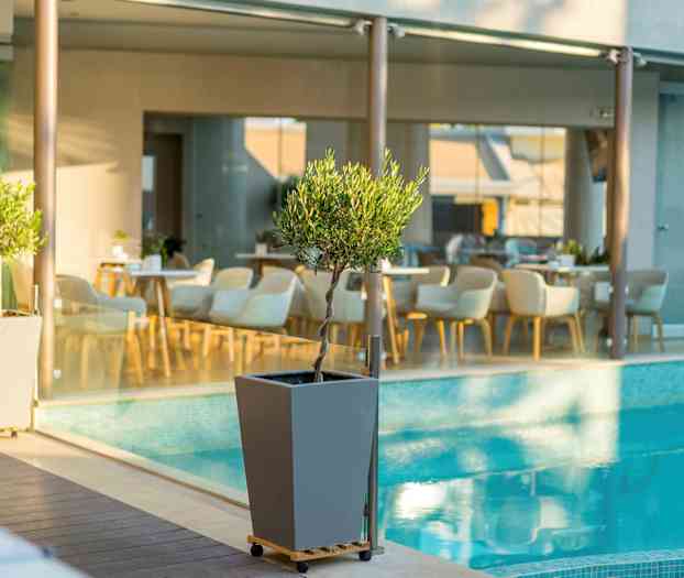 Liten olivträdsplanta i kruka vid en pool, med stolar och bord i bakgrunden. (AI-genererad text)
