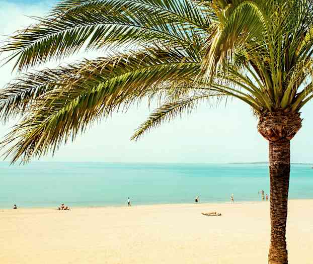 En palm vid en strand med människor och hav i bakgrunden. (AI-genererad text)