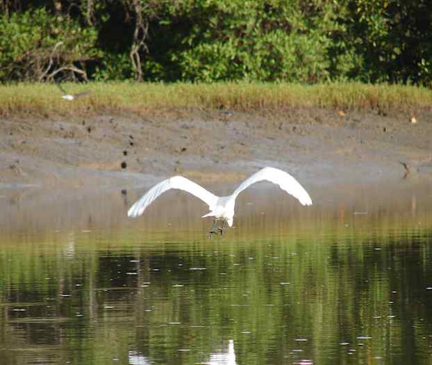 Mangrove-område Senegal