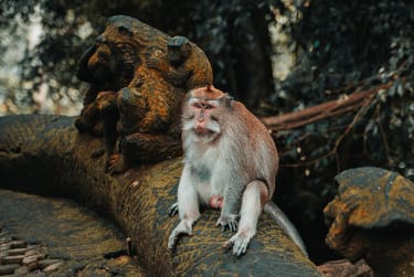 Ubud og Monkey Forest på Bali