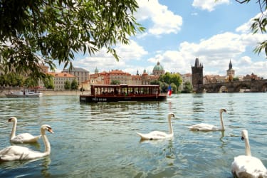 En flodbåt åker på floden i Prag, med fem vita svanar i förgrunden.