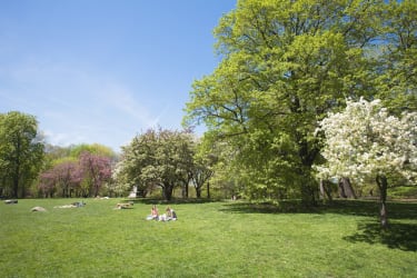 En grönskande park, där människor solar och sitter på en stor gräsmatta, med blommande träd i bakgrunden.