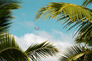 Ett flygplan syns på himlen mellan palmblad.