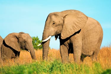 Två elefanter i Sydafrika. Kariega Game Reserve Eastern Cape