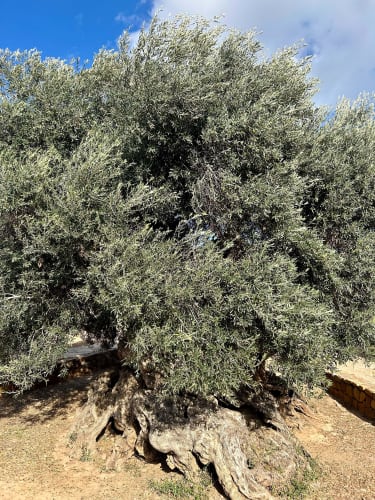 Greklands äldsta olivträd