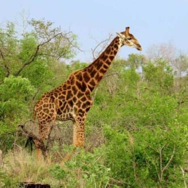 Massor av spännande upplevelser på safari i Sydafrika.