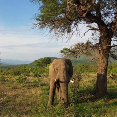 Krugerparken, en av Afrikas mest kända safaridestinationer.
