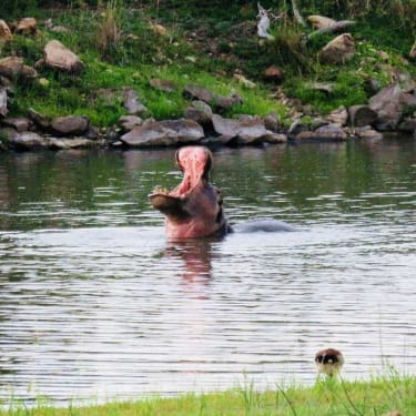 Flodhäst, ett av Afrikas farligaste djur.