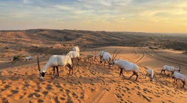 Den arabiska Oryx-antilopen kan ses i Al Wadi-öknen