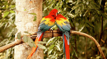 Två papegojor i ett träd