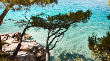 träd framför havet i Kroatien