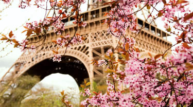 Blommor framför Eiffeltornet