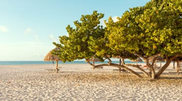 Träd på stranden på Aruba