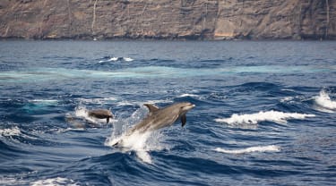 Delfiner simmar i havet