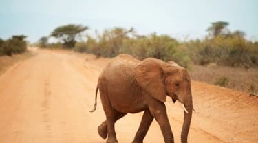 En elefant