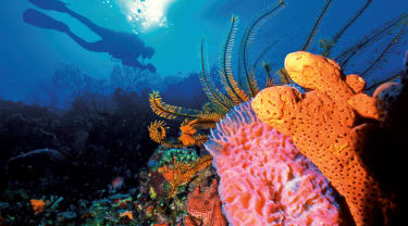 Korallrev med dykare i bakgrunden