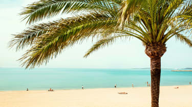 Palm på stranden från sista minuten-resa till Mallorca