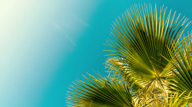 Palmblad mot blå himmel