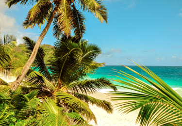 Strand skymtar fram bakom palmer på Seychellerna