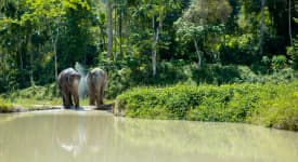 Phuket Elephant Sanctuary - förmiddag