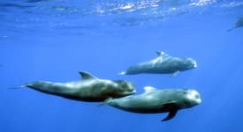 Glasbottenbåten Royal Dolphin -  från Puerto de la Cruz