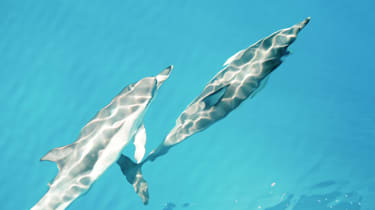 Välkomna dagen tillsammans med delfiner