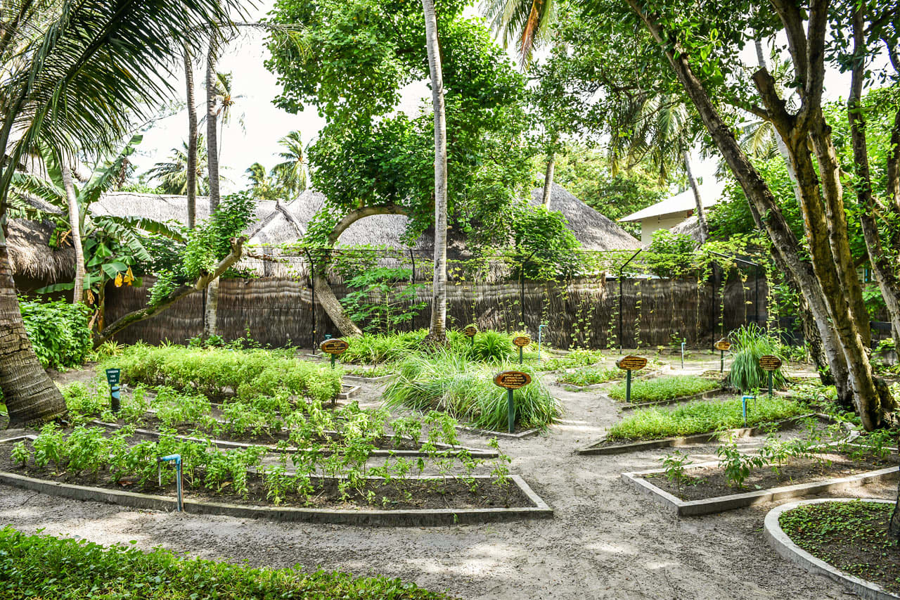 Hotellets trädgård